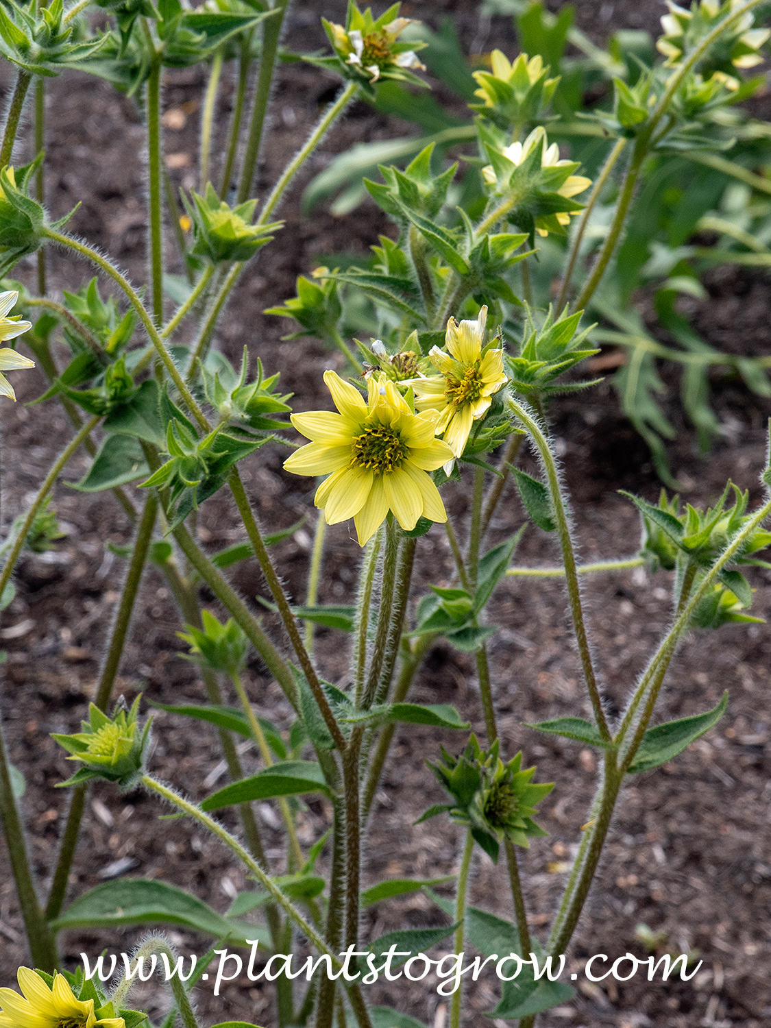Mohr’s Rosinweed (Silphium mohrii) 
The flowers are a pale yellow.